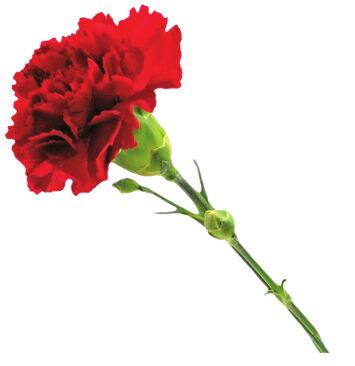 Red carnation