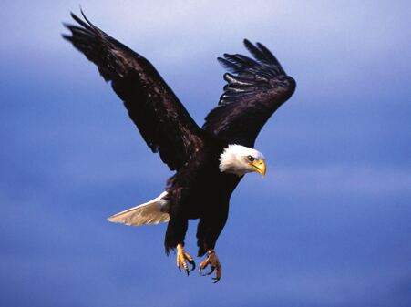 Eagle in flight
